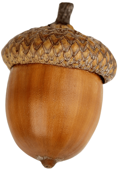 Acorn Floater