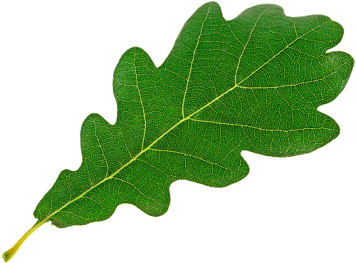 Oak Floater