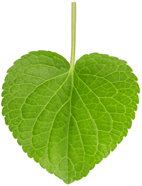 Violet Leaf
